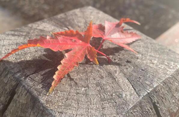 打一針干細(xì)胞多少錢