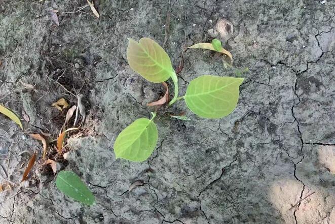 絞股藍的功效與作用