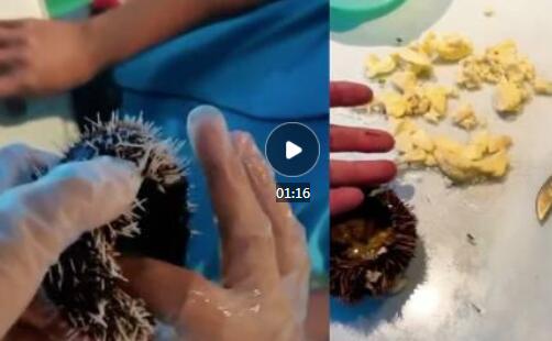 游客投訴海膽蒸蛋沒海膽三亞回應