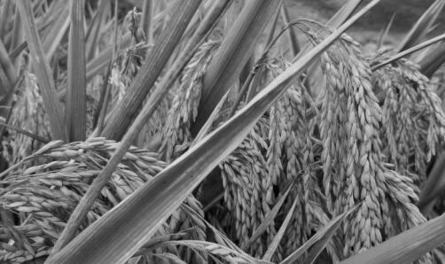 男子侮辱袁隆平被刑拘