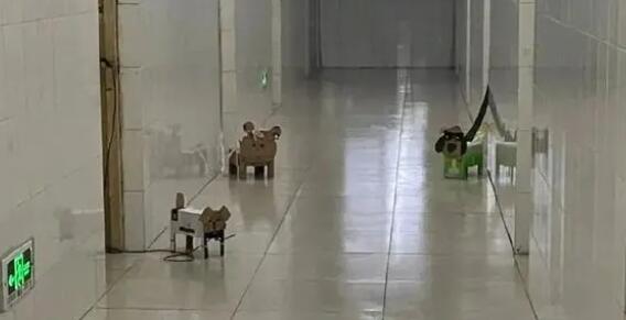 紙盒狗風靡中國高校