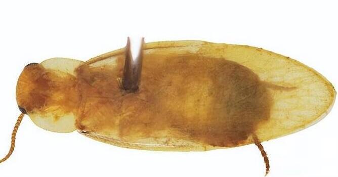 廣東海關截獲全球首次報道新物種