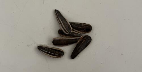 原來嗑瓜子上癮有科學依據