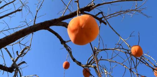 男人多吃柿子對性功能好嗎