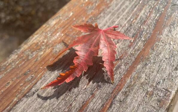 看到女友發視頻夸婆婆一查她已婚