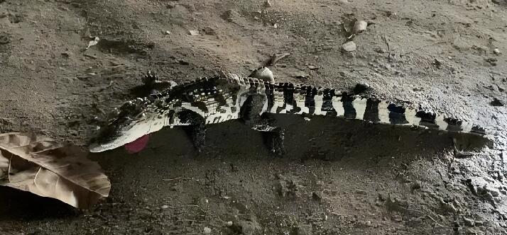 深圳一河道驚現(xiàn)鱷魚