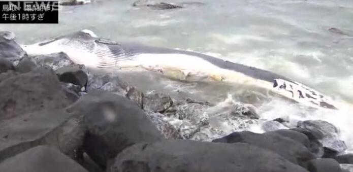 日本海岸現超10米長鯨魚尸體