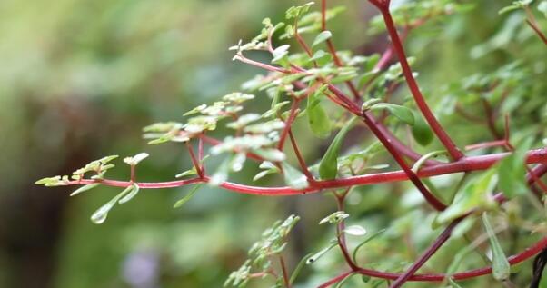 浙江江山發(fā)現(xiàn)新物種須女景天