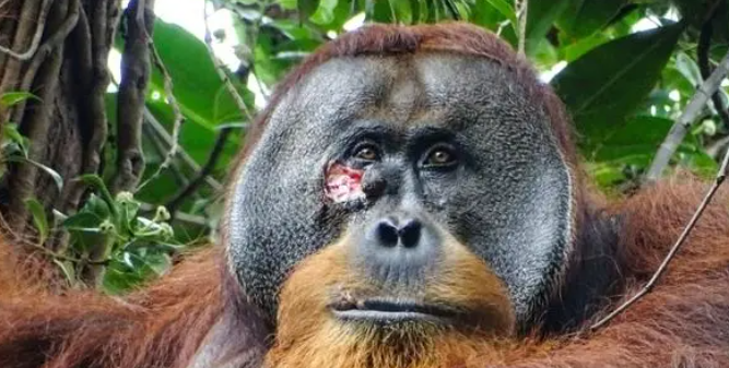 紅毛猩猩首次被發現用藥草處理傷口