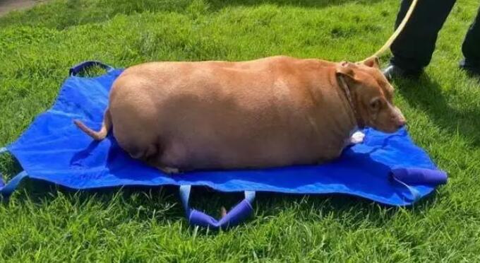 女子過度喂食寵物狗致死獲刑