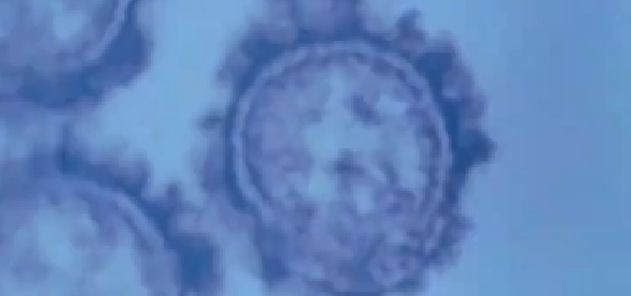 流感病毒中甲流傳染性最強