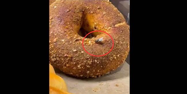 石頭先生面包柜臺出現蒼蠅